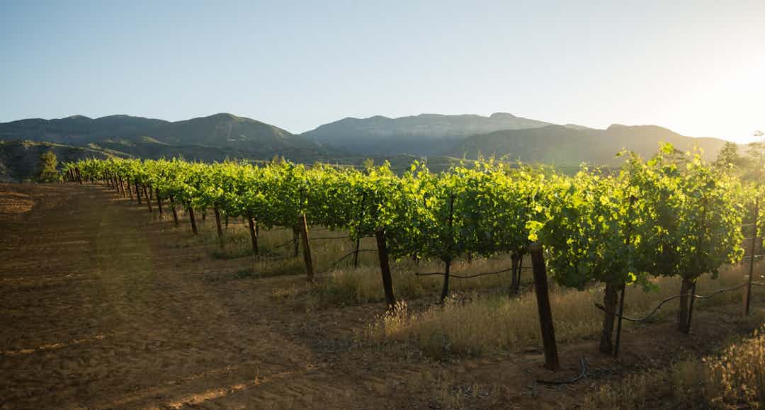 Hero image for supplier Tiger Vines